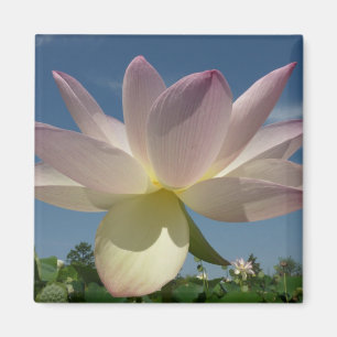 Aimant Lotus Flower et Blue Sky II