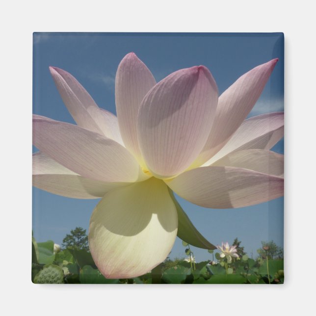 Aimant Lotus Flower et Blue Sky II (Devant)