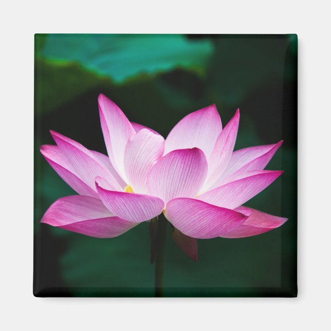 Aimant Lotus rose (Devant)