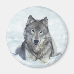 Aimant Loup
