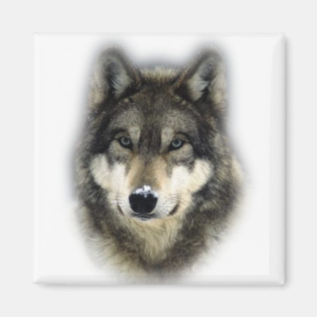 Aimant Loup (Devant)