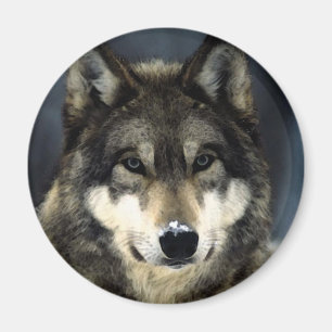 Aimant Loup