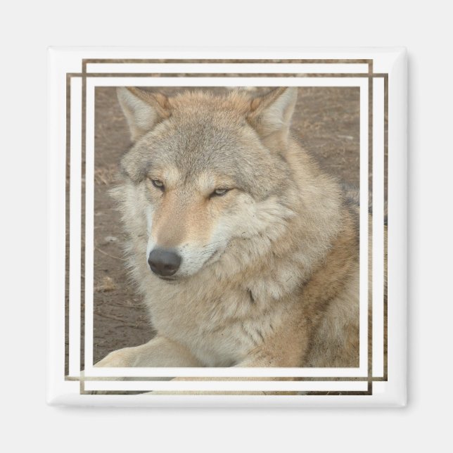 Aimant Loup Carré (Devant)