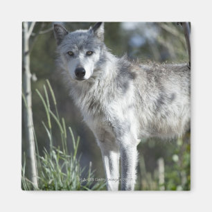 Aimant Loup dans Yellowstone