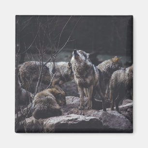 Aimant Loup de loup de loup