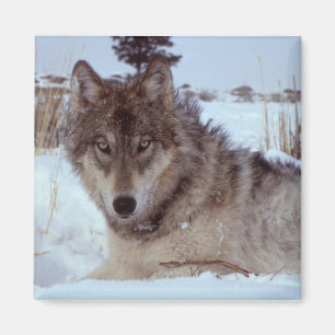 Aimant Loup de Yellowstone