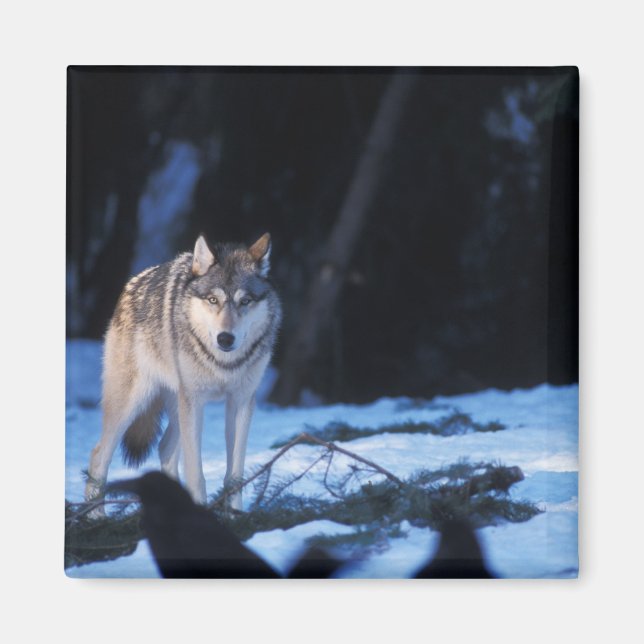 Aimant loup gris, Canis lupus, dans les contreforts (Devant)