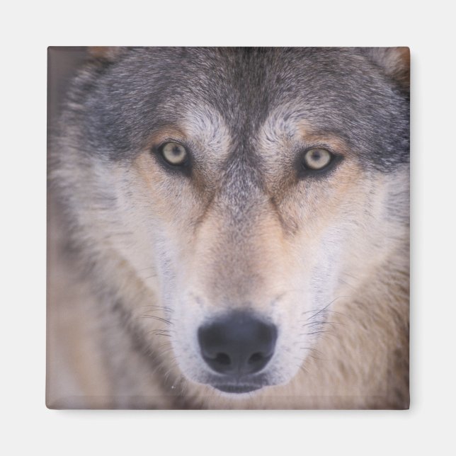 Aimant loup gris, Canis lupus, gros plan des yeux (Devant)