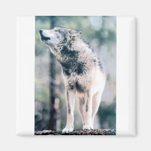 Aimant Loup gris en parc national grand de Teton