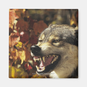 Aimant Loup (lupus de Canis) grondant, headshot, avec