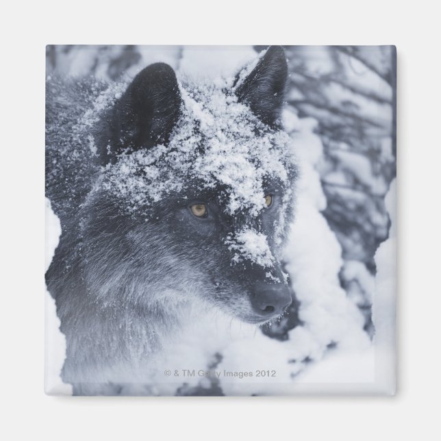 Aimant Loup solitaire dans la neige (Devant)