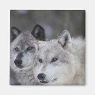 Aimant Loups (Canus lupus) de West Yellowstone. Ceci