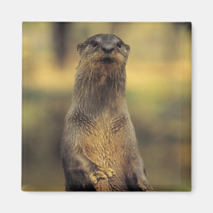Aimant Loutre vigilante