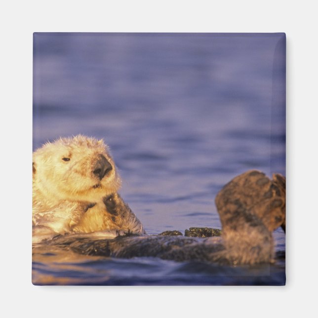 Aimant Loutres de mer, Enhydra lutris 4 (Devant)