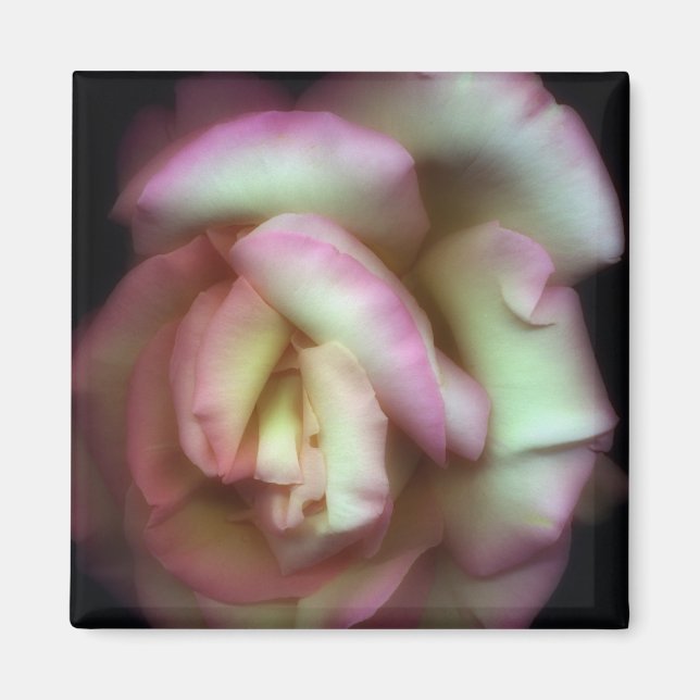Aimant <Love is a Rose>par Nathan Griffith (Devant)