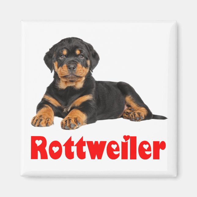 Aimant Love Rottweiler Brown & Black Chien Chien Chien Ca (Devant)