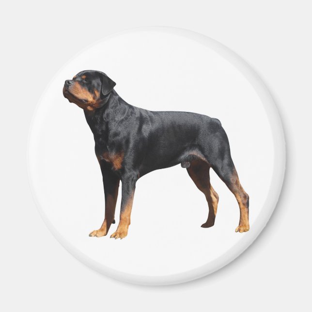 Aimant Love Rottweiler Chien chiot (Devant)