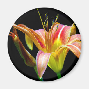 Aimant Lovely Tawny Daylily II Vêtements et cadeaux