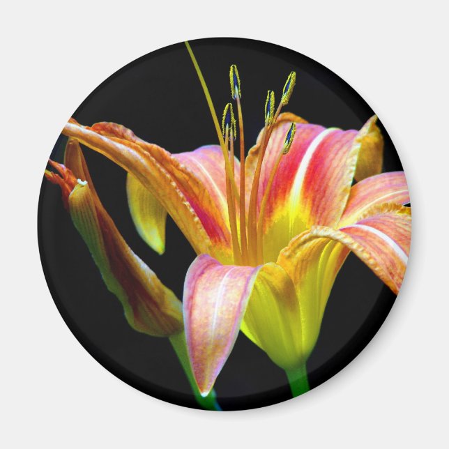 Aimant Lovely Tawny Daylily II Vêtements et cadeaux (Devant)