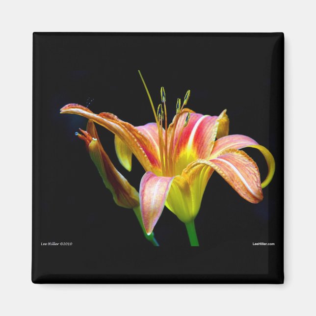 Aimant Lovely Tawny Daylily II Vêtements et cadeaux (Devant)