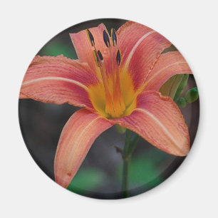 Aimant Lovely Tawny Daylily Vêtements et cadeaux