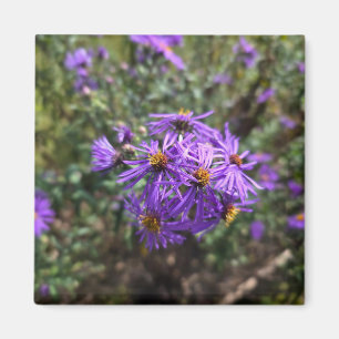 Aimant Lueur violette de l'automne