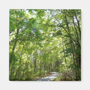 Aimant Lumière du soleil sur le chemin en bois au Centenn