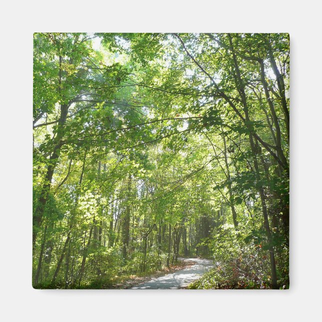 Aimant Lumière du soleil sur le chemin en bois au Centenn (Devant)