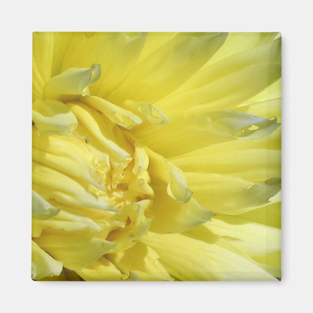 Aimant Lumineuse, Lémon Jaune Dahlia (Devant)