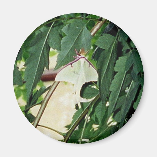 Aimant Luna Moth (Devant)