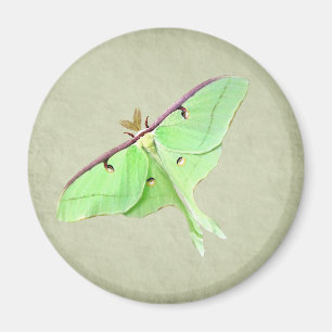 Aimant Luna Moth