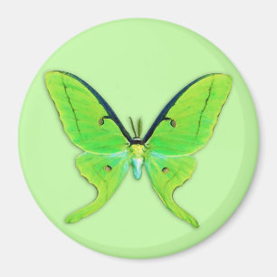 Aimant Luna moth sur un arrière - plan vert pâle