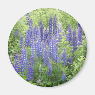 Aimant Lupine sauvage