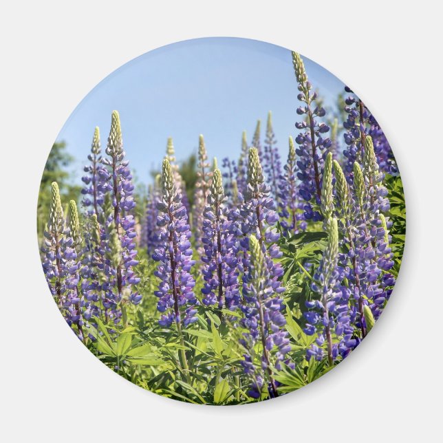 Aimant Lupines (Devant)