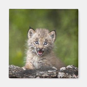 Aimant Lynx Bébé (Lynx Canadensis) Surplombant Un