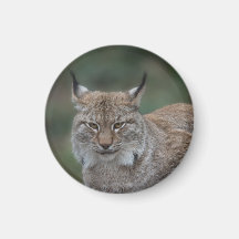 Lynx Vous Regarde