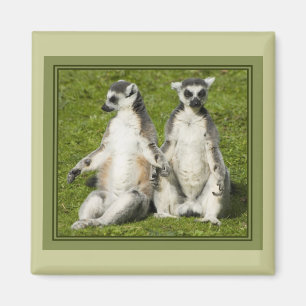 Aimant M. et Mme Lemur