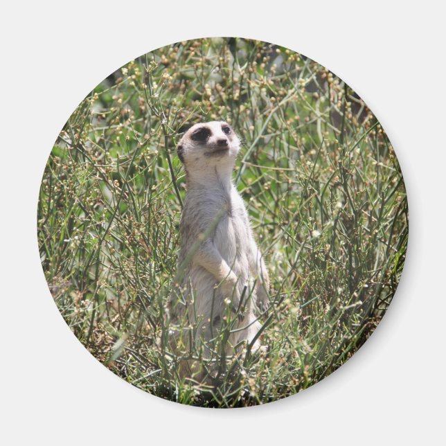 Aimant M. Meerkat (Devant)