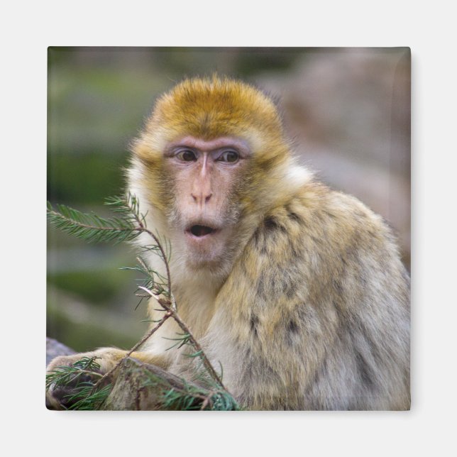 Aimant Macaca sylvanus (Devant)