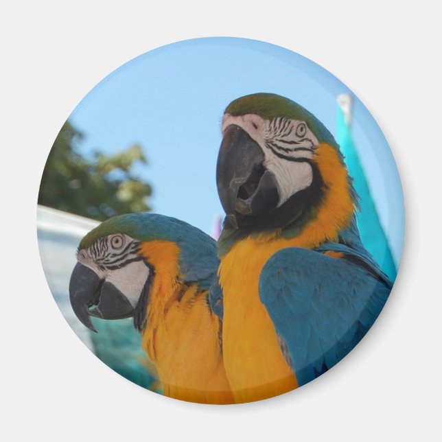 Aimant Macaw bleu et or (Devant)