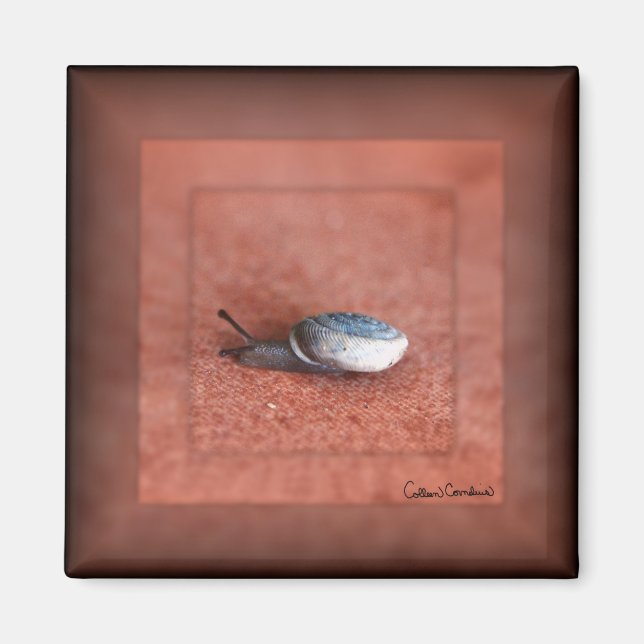 Aimant Macro Photographie de Snail sur Terracotta (Devant)
