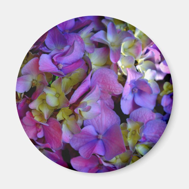Aimant Magenta Purple Hydrangée bleu violet jaune (Devant)