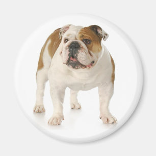 Aimant Magnat anglais de Chien Chien Chien Chien Chien Ch