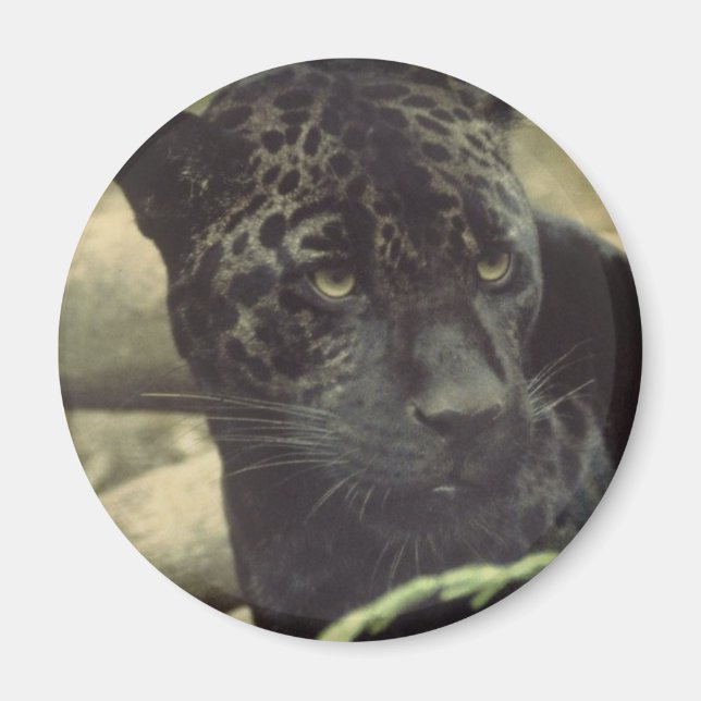 Aimant Magnat de la Panthère noire (Devant)