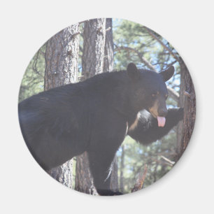 Aimant Magnat de l'ours noir