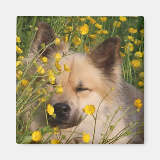 Aimant Magneet (Devant)