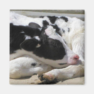 Aimant Magnet, Heifer, Baby Cow Photographie