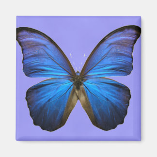 Aimant Magnifique papillon bleu Morpho