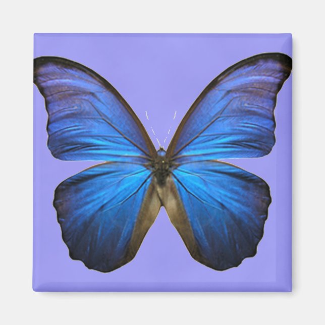 Aimant Magnifique papillon bleu Morpho (Devant)