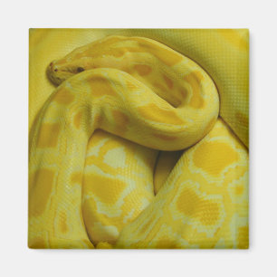 Aimant Magnifique Python birman jaune